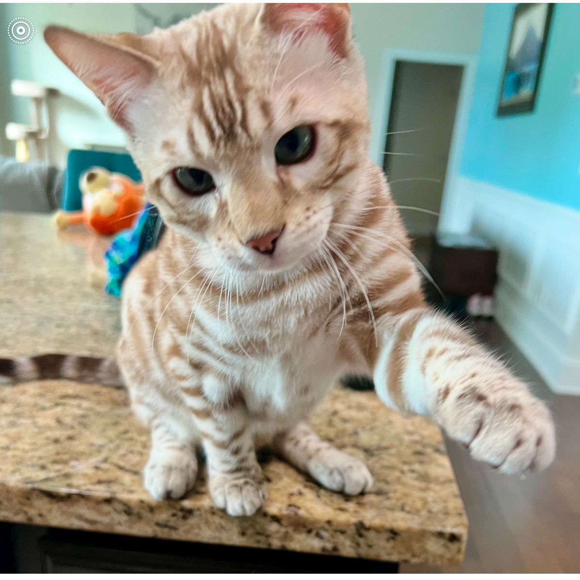 Orange tabby kitten reaching forward, sitting on a counter.