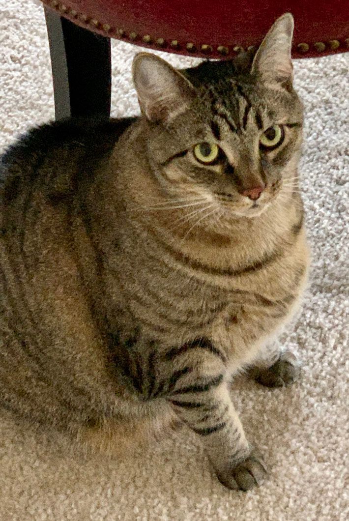 Tabby cat with green eyes sits, looking at camera.