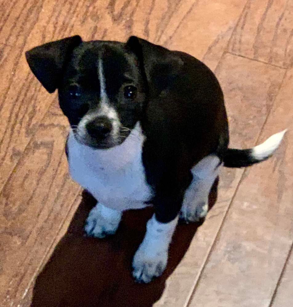 Black and white puppy sitting on a wood floor, looking up with attentive eyes.