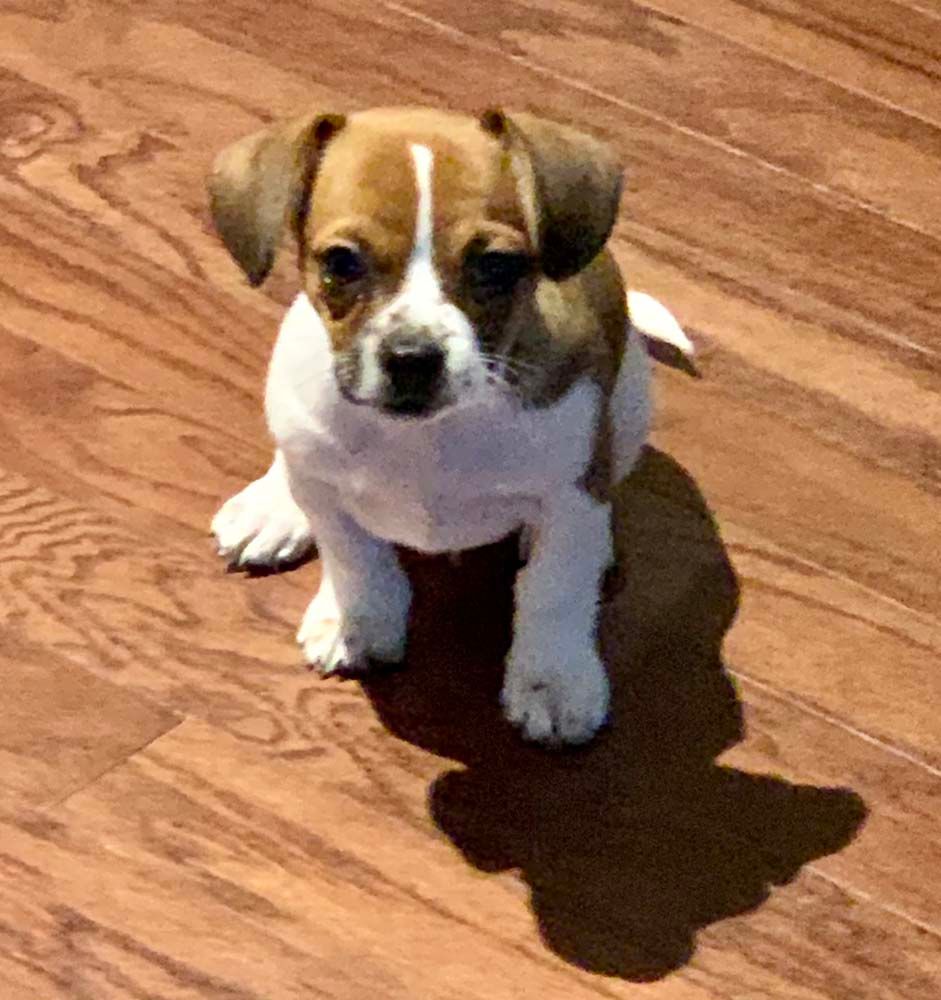 Puppy with brown and white markings sitting on a hardwood floor.