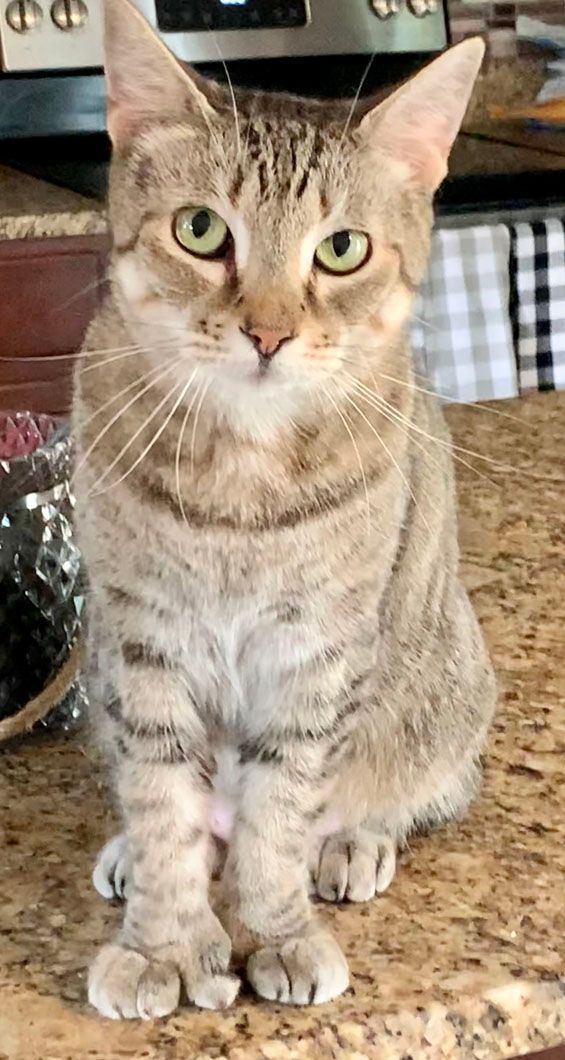 Tabby cat with green eyes sitting on a countertop, looking forward.