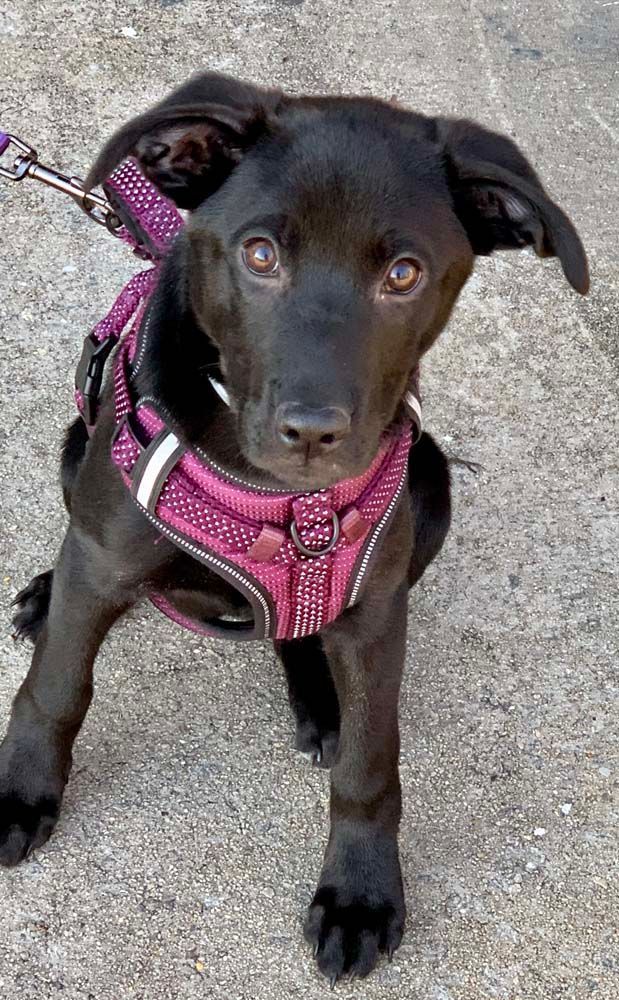 Black dog with brown eyes wearing a pink harness, sitting on a concrete surface.