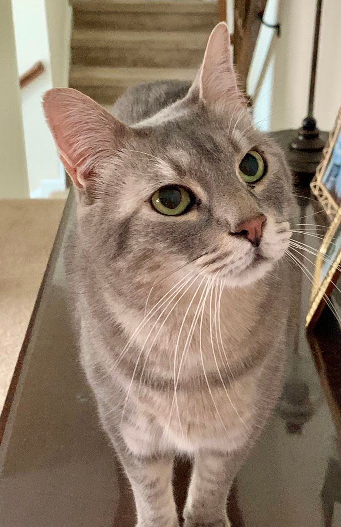 Gray tabby cat with green eyes, standing on a glass table, looking up with interest.