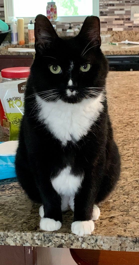 Black and white tuxedo cat sitting on a countertop, with a white chest and paws, looking forward.