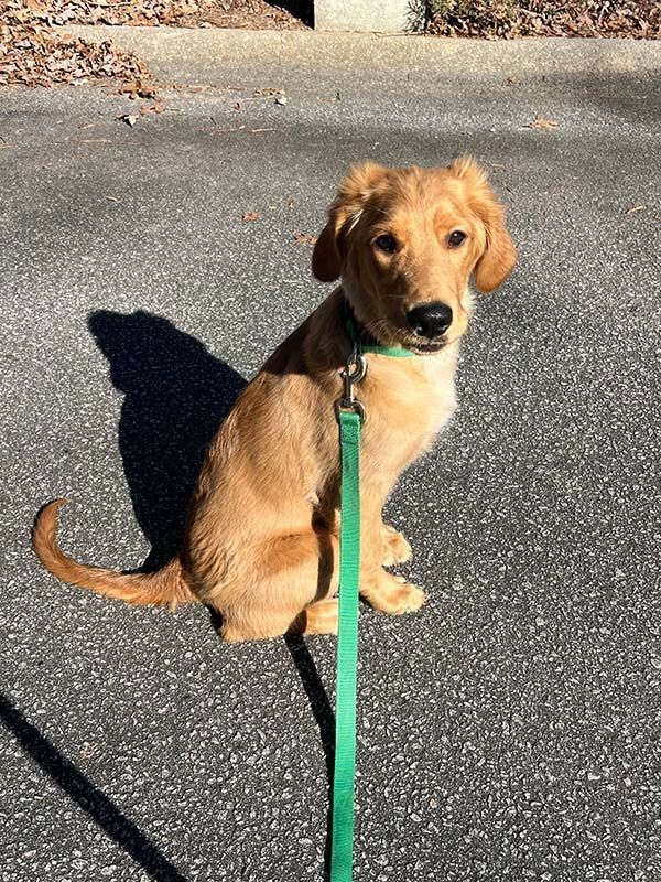Golden retriever puppy sitting on pavement, looking at the camera with a green leash.