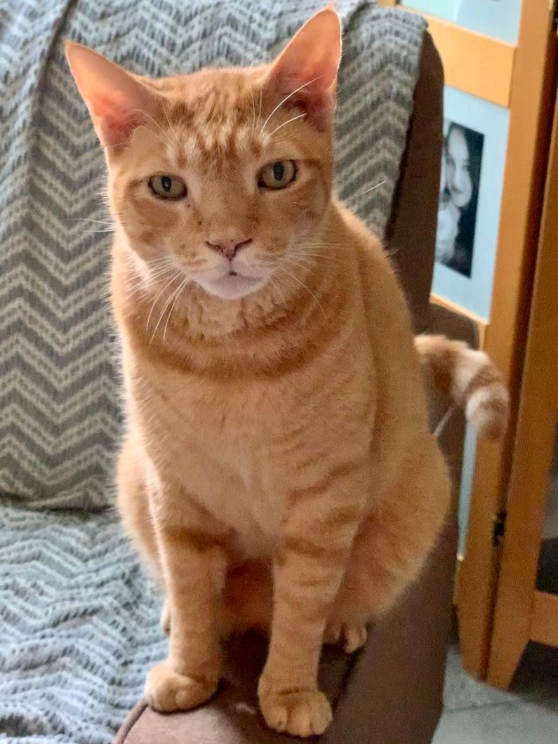 Orange tabby cat sitting on a brown chair with a serious expression.
