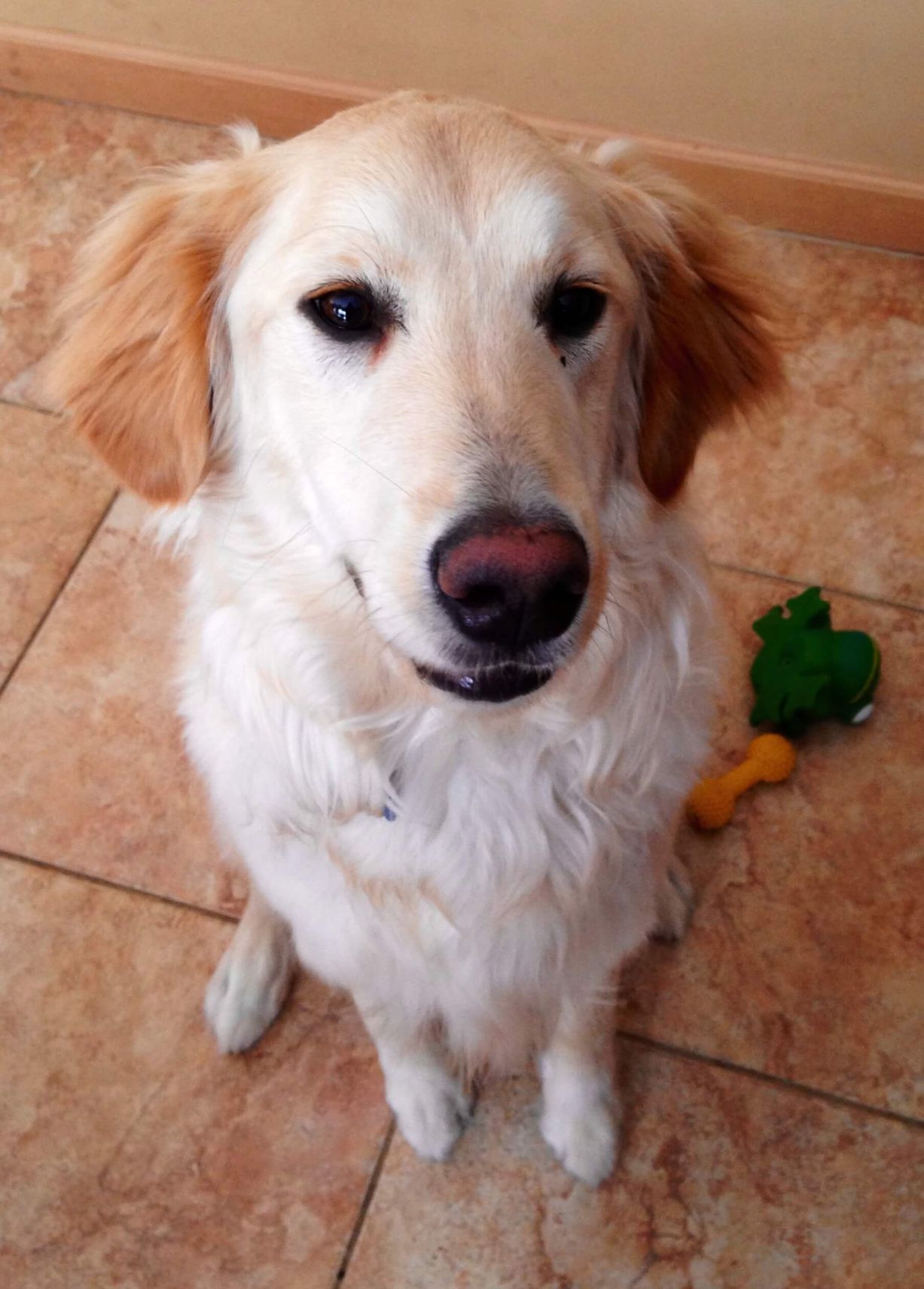Golden retriever, sitting with a slightly tilted head, brown eyes, and a toy.