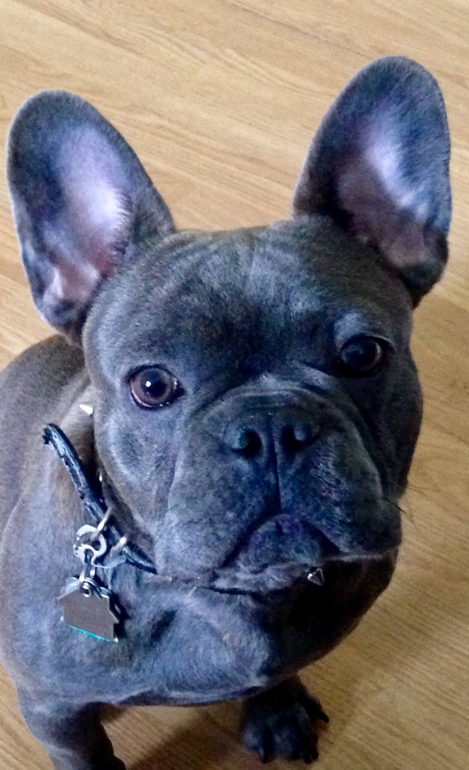 Blue French bulldog with perky ears, looking up at the camera with a curious expression.