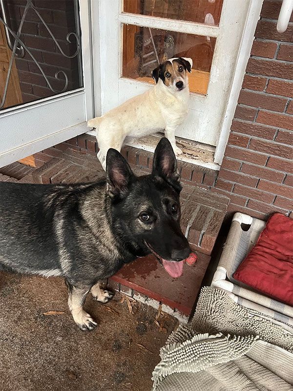 A black and tan German Shepherd and a white and tan Jack Russell Terrier on a porch.