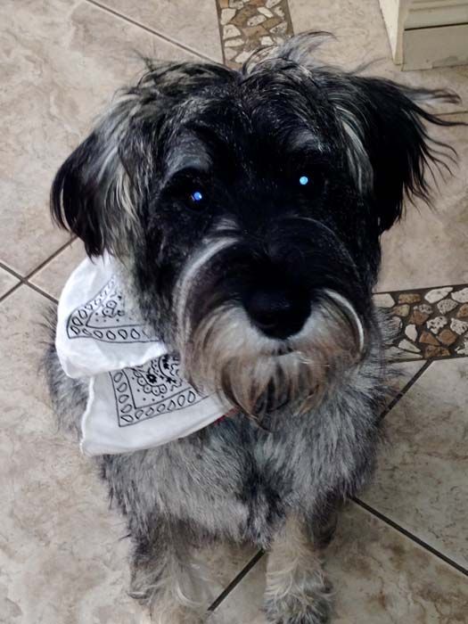 Schnauzer dog with gray and black fur, wearing a white bandana, sitting on tiled floor.