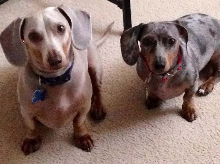 Two Dachshunds sitting on carpet; one silver, one dappled, both with alert expressions.
