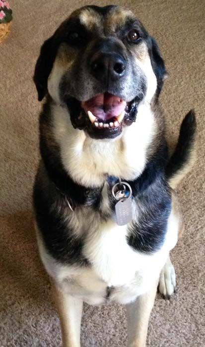 Happy dog with black and tan fur, sitting, smiling.