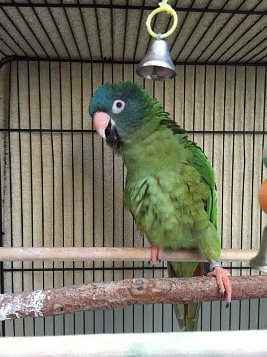 Green parrot with blue head perched on a branch in a cage.