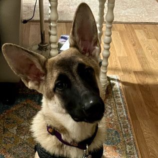 German Shepherd puppy with alert ears and a focused expression.