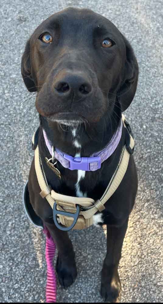 Black dog with brown eyes wearing a harness and purple collar, sitting and looking up.
