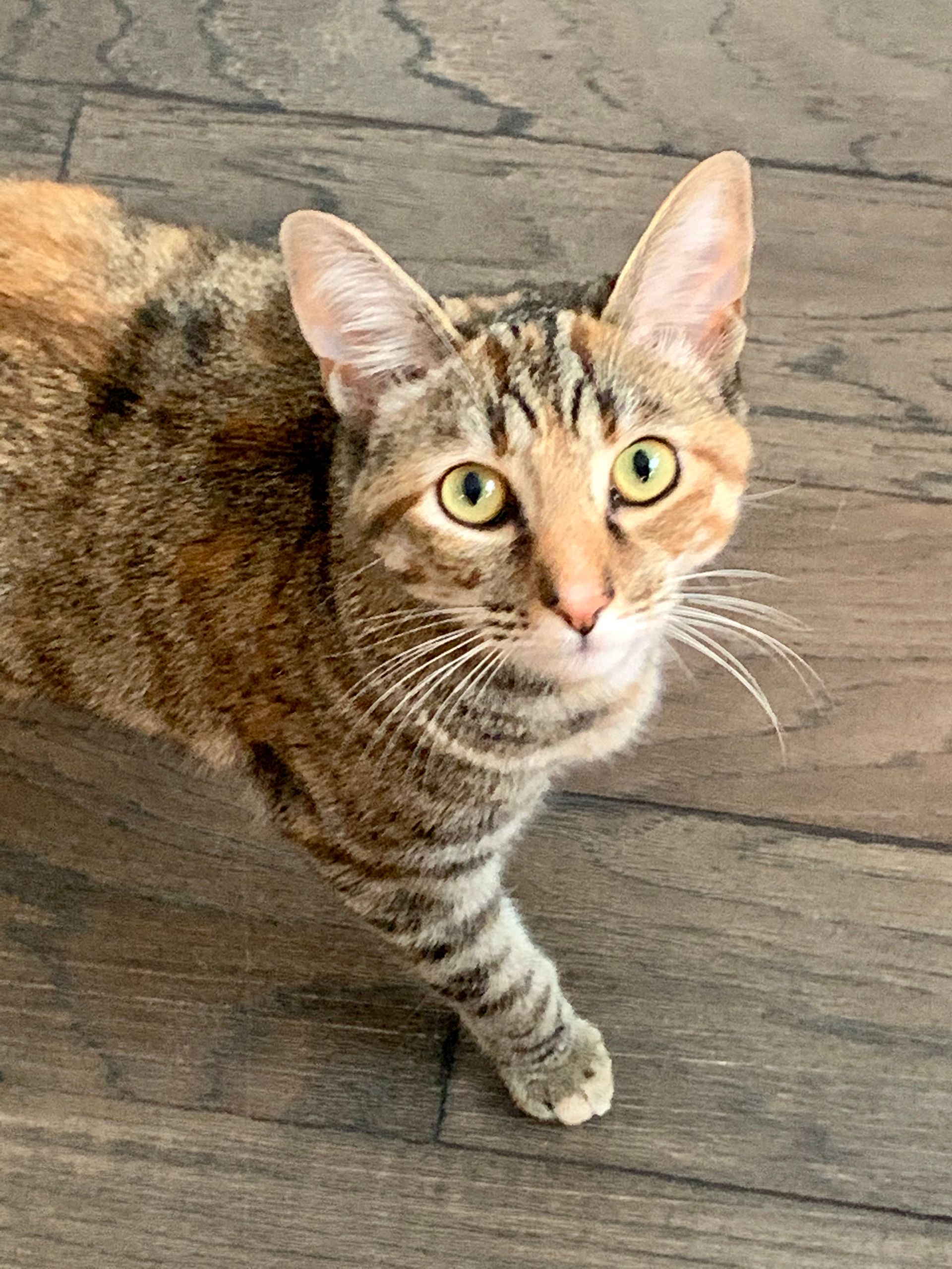 A tabby cat with green eyes and a curious expression on a wooden floor.