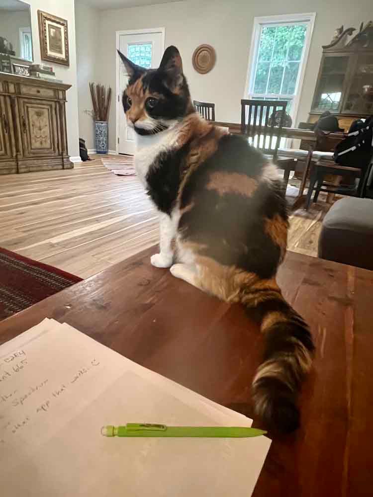 Calico cat sitting on a wooden table with a pen and paper in a living room.