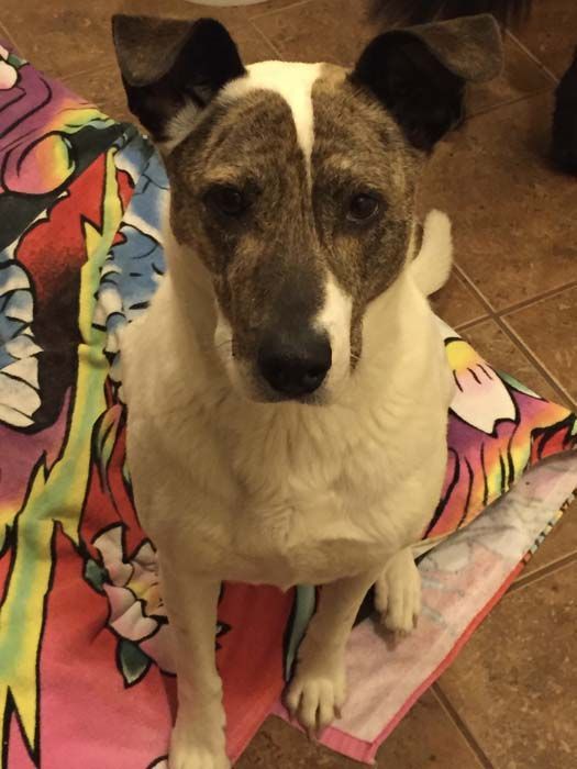 White and brindle dog sitting on a colorful towel, looking at the camera.