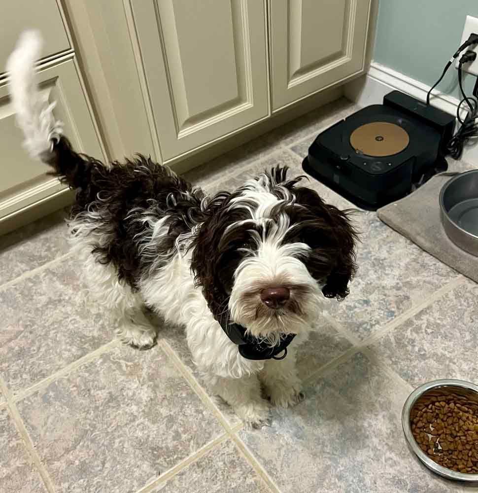 Brown and white fluffy dog sitting on a tiled floor near a food bowl and robot vacuum.
