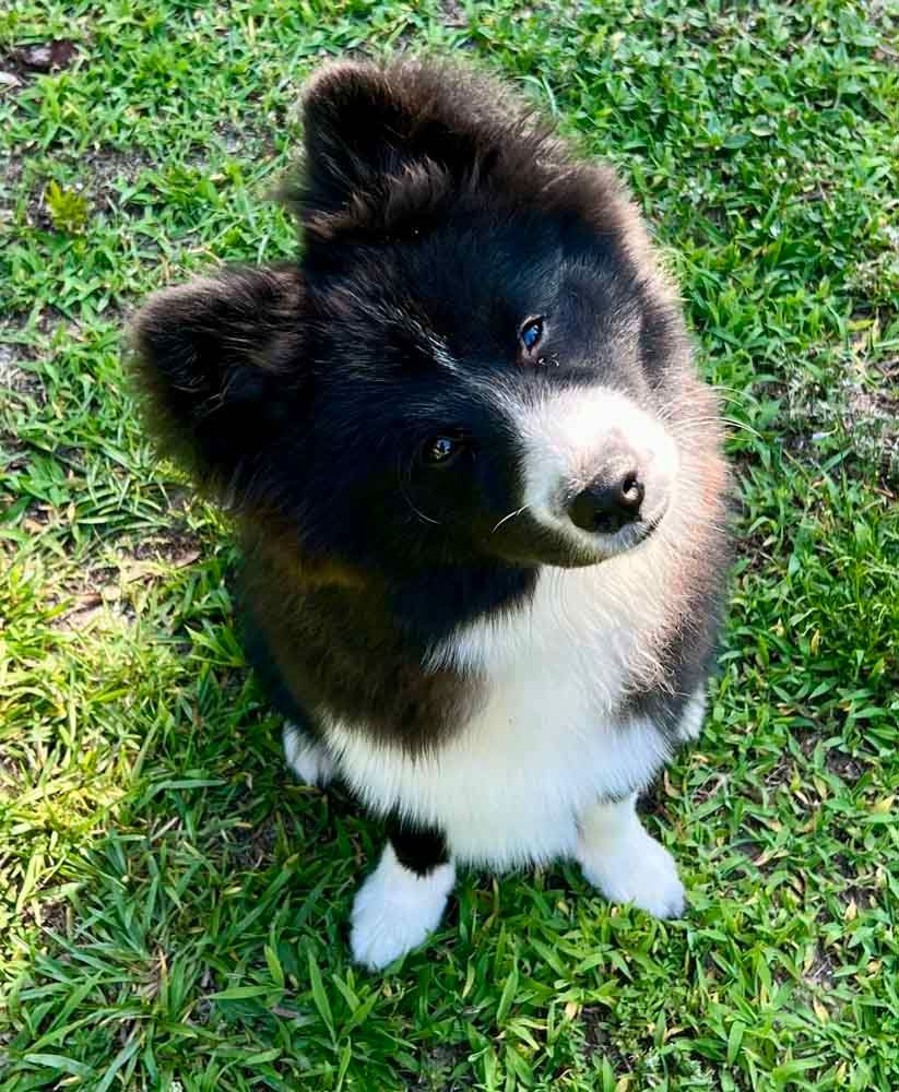 Black and white fluffy dog with curious expression, sitting on green grass.