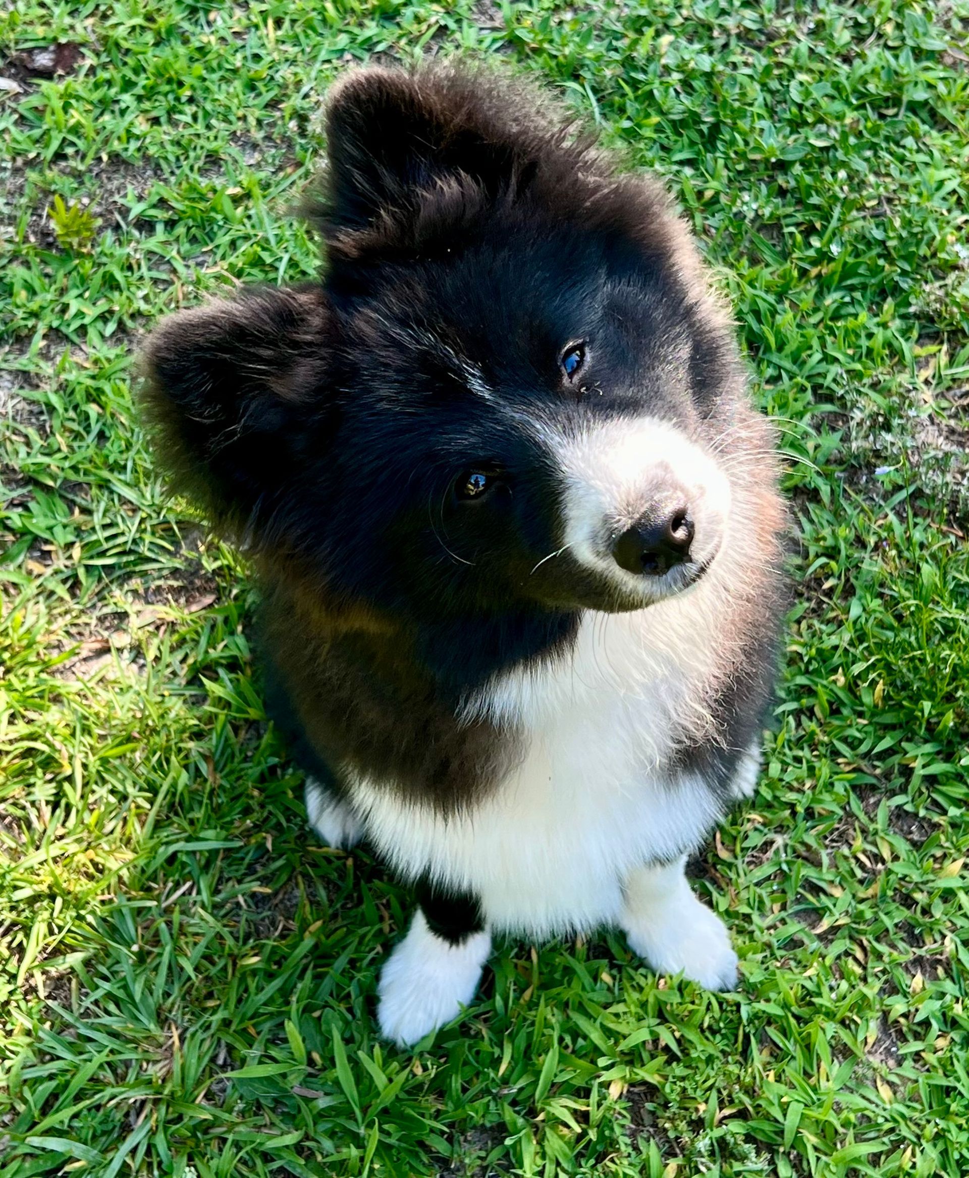 Black and white fluffy dog, tilted head, sitting on grass.