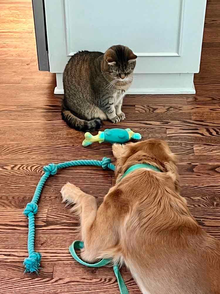 Dog with turquoise rope toy facing a cat sitting near a light green toy on a wooden floor.