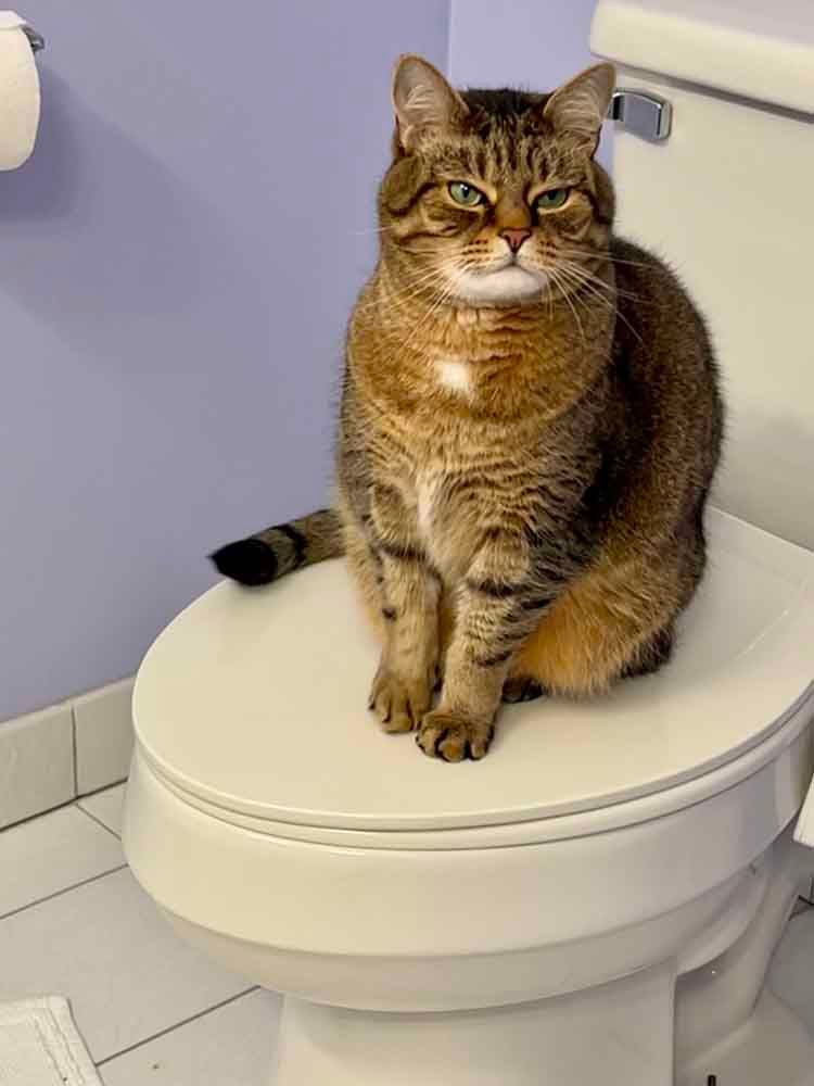 Cat sitting on a toilet seat, looking intently. Brown tabby with white patch on chest in a bathroom.