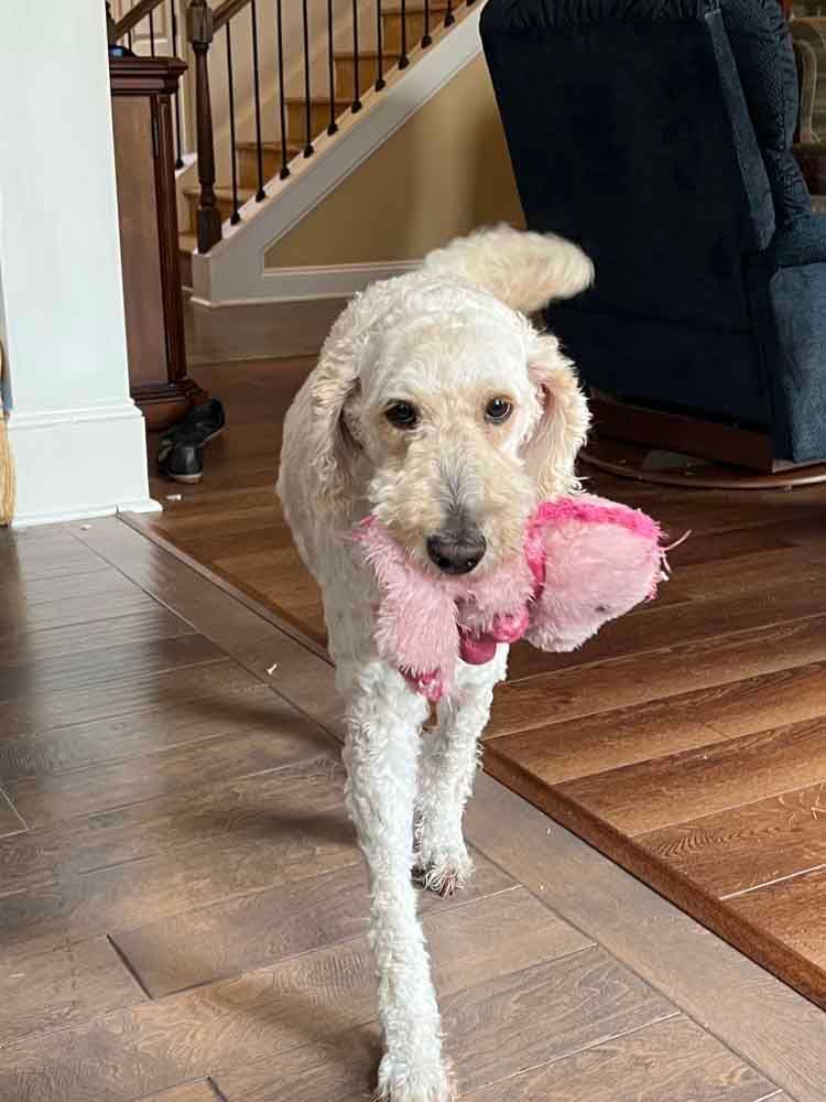 Cream-colored dog walking towards camera, holding a pink plush toy, in a house with hardwood floors.