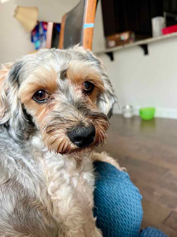 Small, scruffy dog with brown and grey fur, looking sadly at the camera. Indoors, holding a blue stuffed animal.