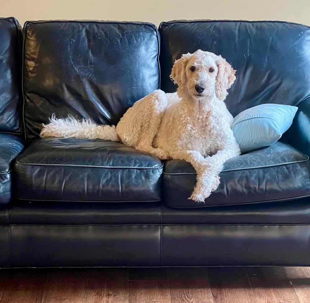 Cream-colored Goldendoodle relaxing on a black leather couch, resting its front paws and looking at the camera.