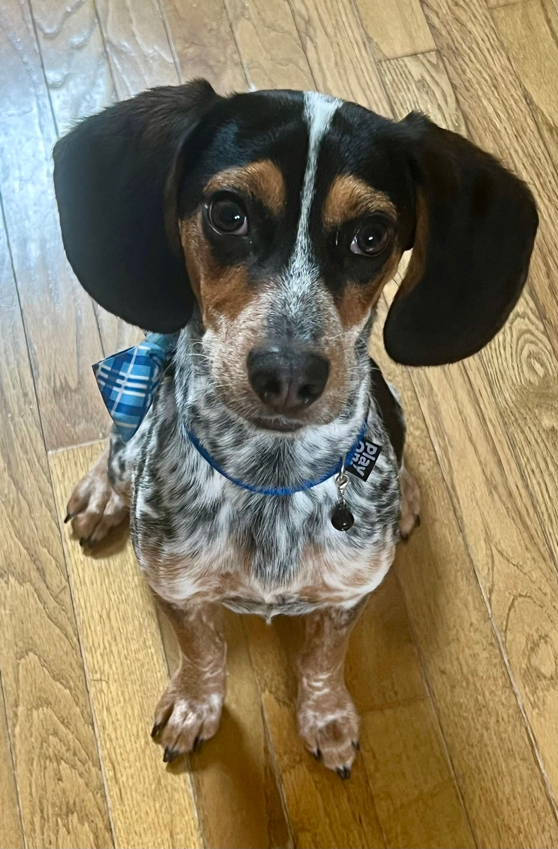 Dog, speckled black and brown, sitting on wooden floor; large ears, wearing a blue shirt and collar, looking forward.