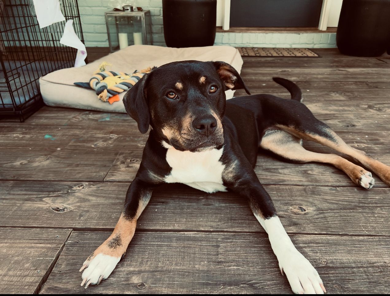 Black and tan dog with white chest and paws lying on wooden deck.