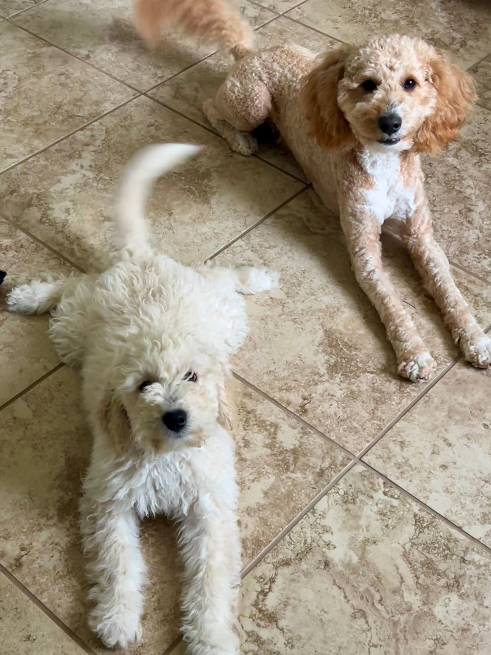 Two fluffy dogs on a tiled floor, one cream-colored sprawled, the other apricot-colored seated, both looking at the viewer.