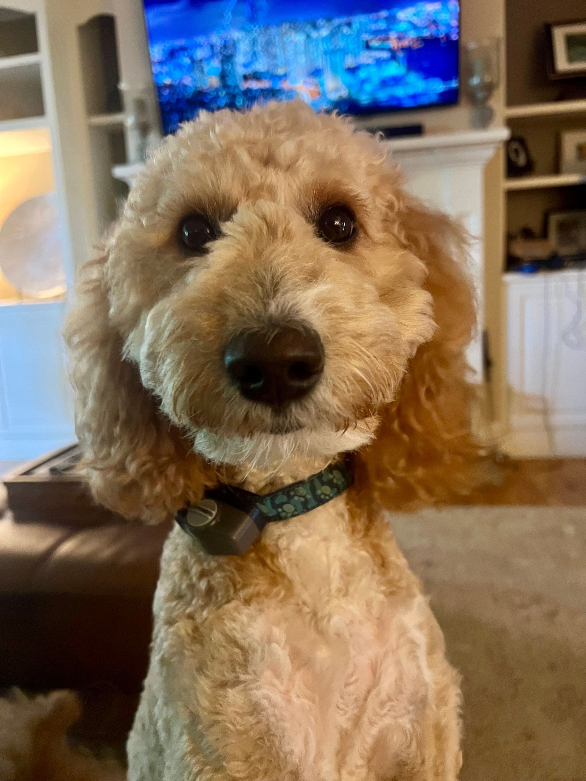 Golden doodle dog, looking at the camera, wearing a blue collar, in a living room.