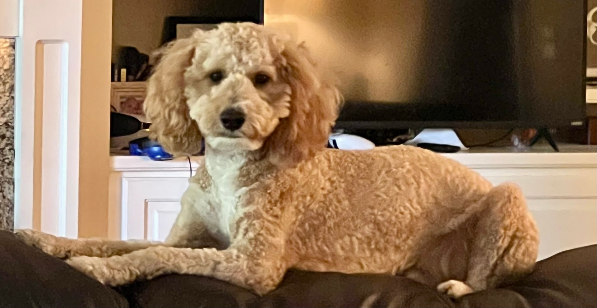 Tan Goldendoodle dog lounging on a dark couch, with fluffy ears, looking toward the viewer.