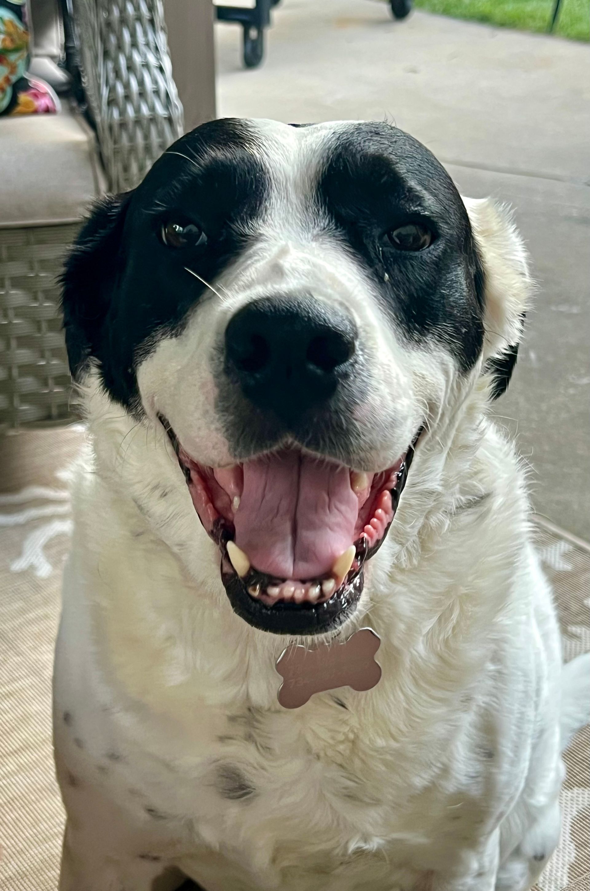 Happy black and white dog with open mouth, smiling on a patio.