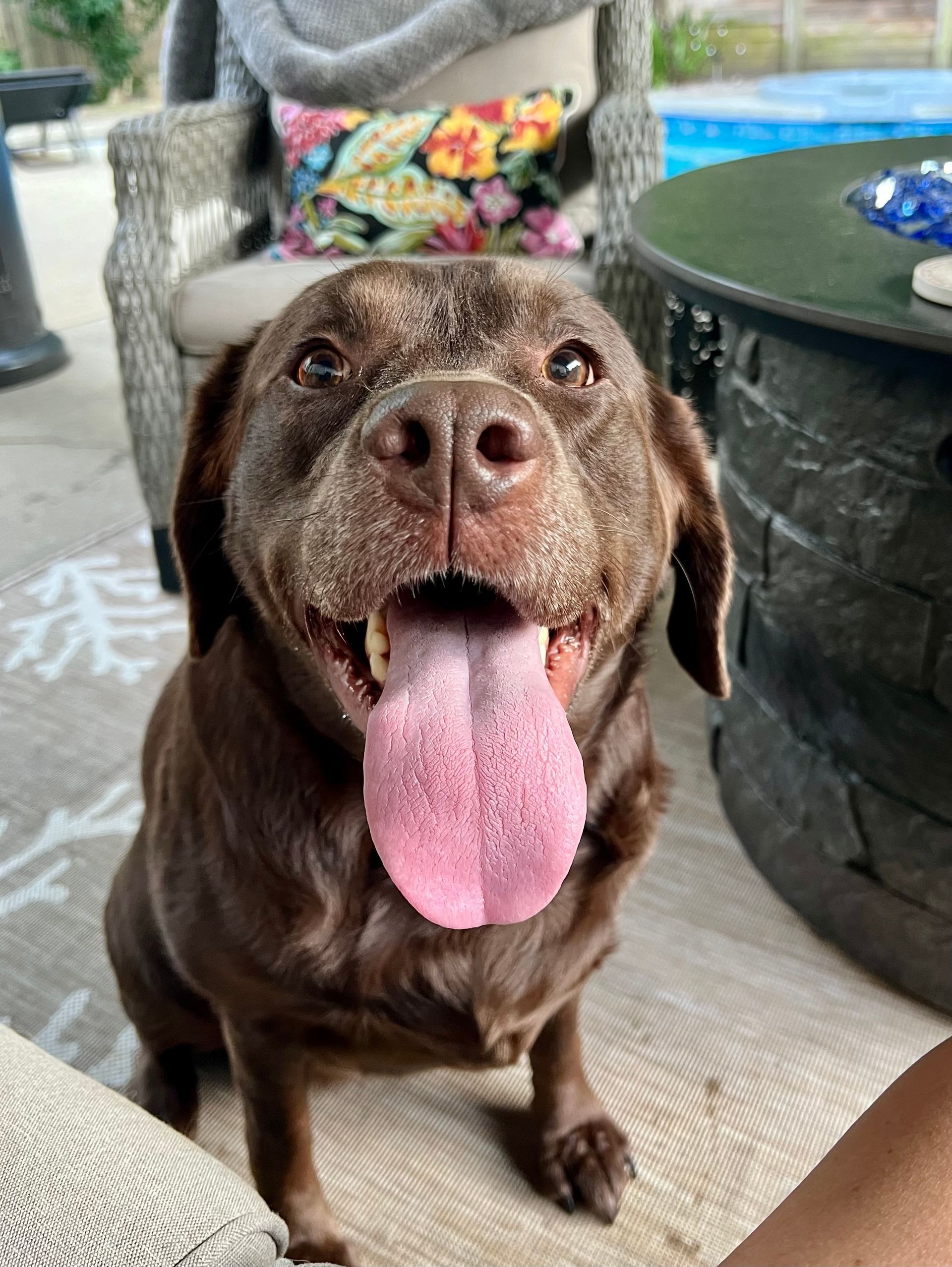 Smiling brown Labrador with a pink tongue, sitting on a patio with a pool in the background.