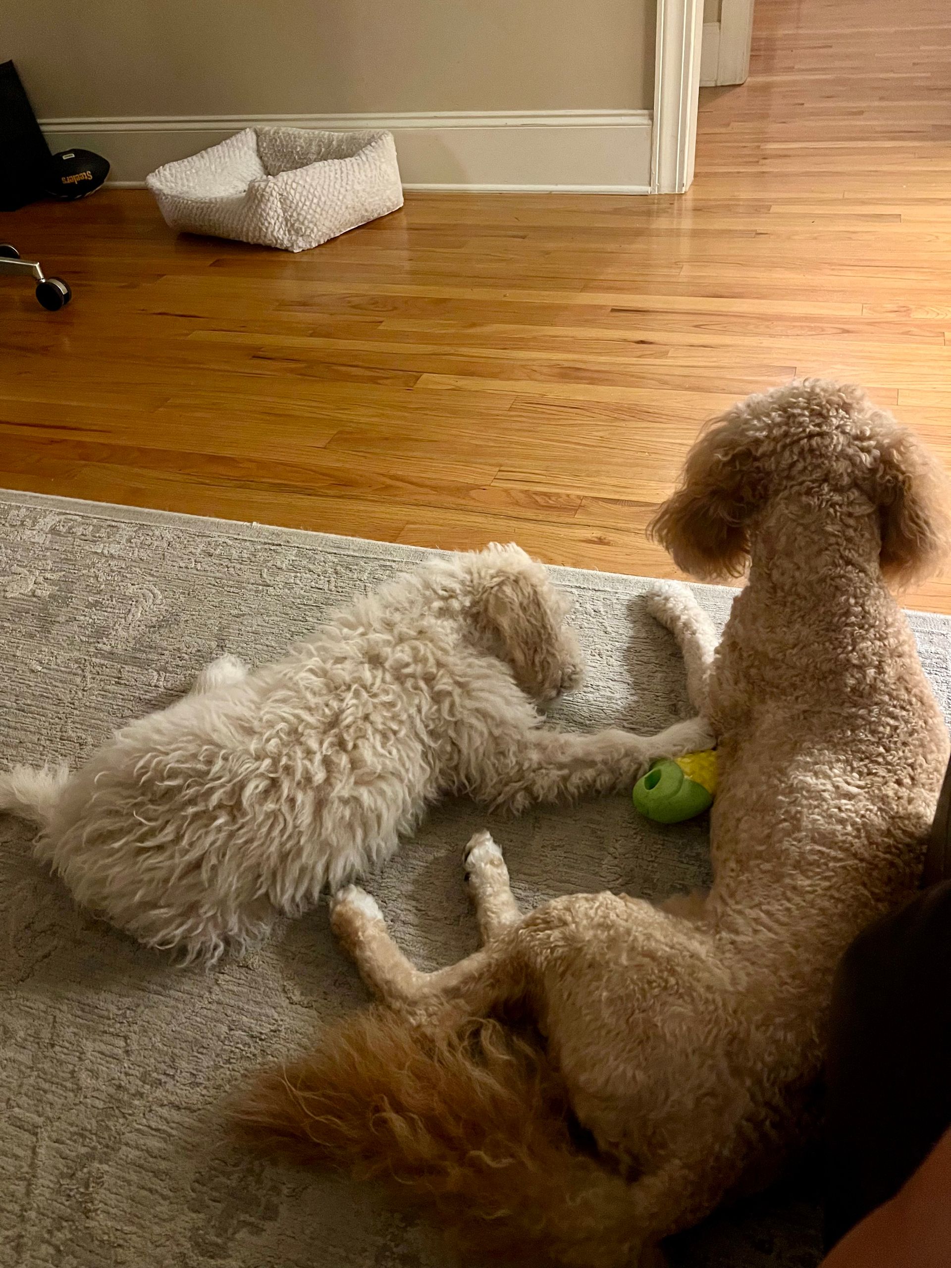 Two fluffy dogs, one light and one golden, lying on a rug, playing with a toy.