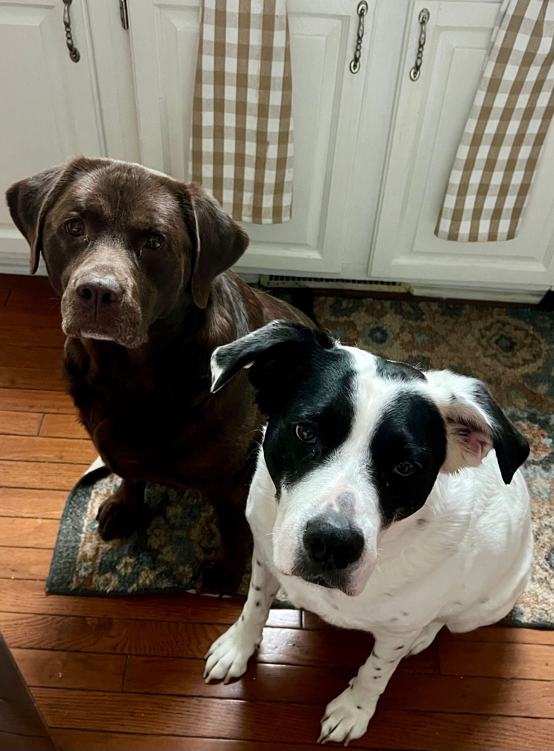 Two dogs: a brown Labrador and a black and white spotted dog, sitting on a wood floor, looking up.