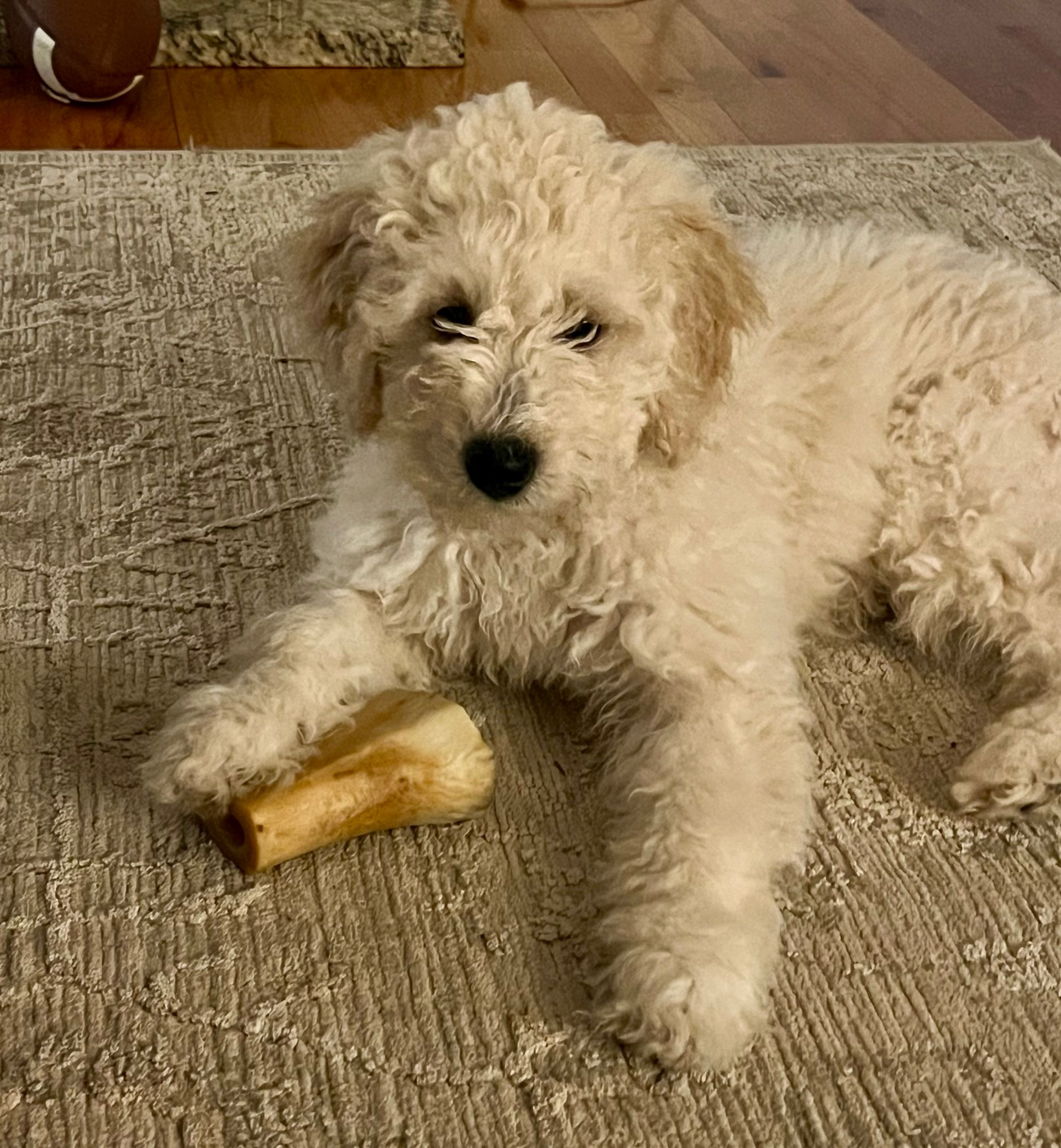 Fluffy, cream-colored Goldendoodle puppy lying on a rug, chewing a bone; neutral expression.
