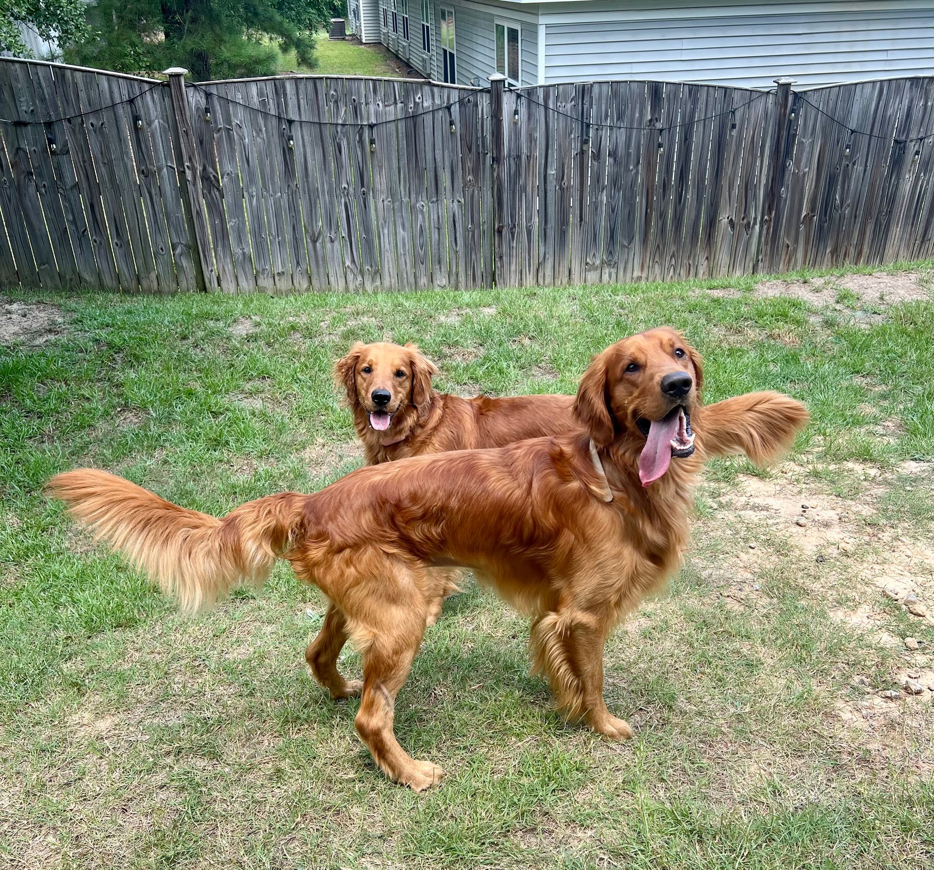 Two Golden Retrievers in a backyard. One has tongue out, other smiles in front of a wooden fence.