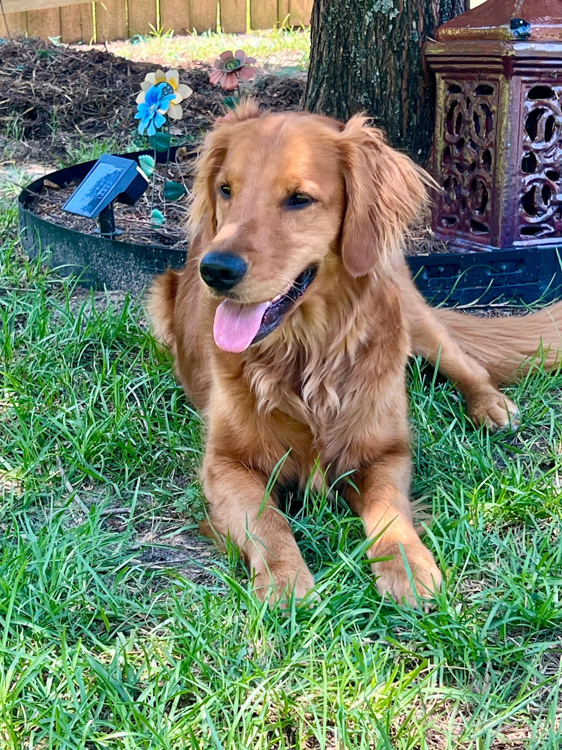 Golden Retriever dog lying on grass, tongue out, near a tree.