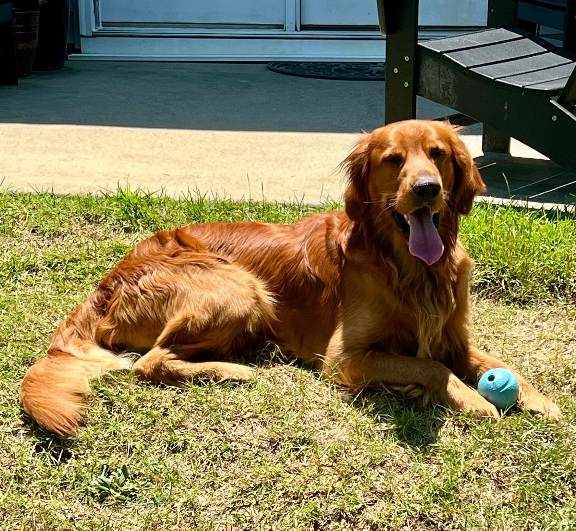 Golden retriever dog resting on grass with a blue ball, tongue out, sunny outdoor setting.