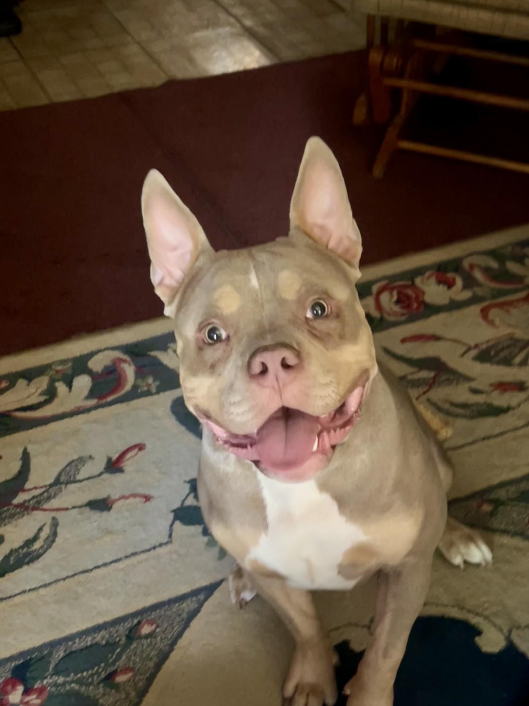 Smiling tan and white dog with pink collar, sitting on a patterned rug indoors.