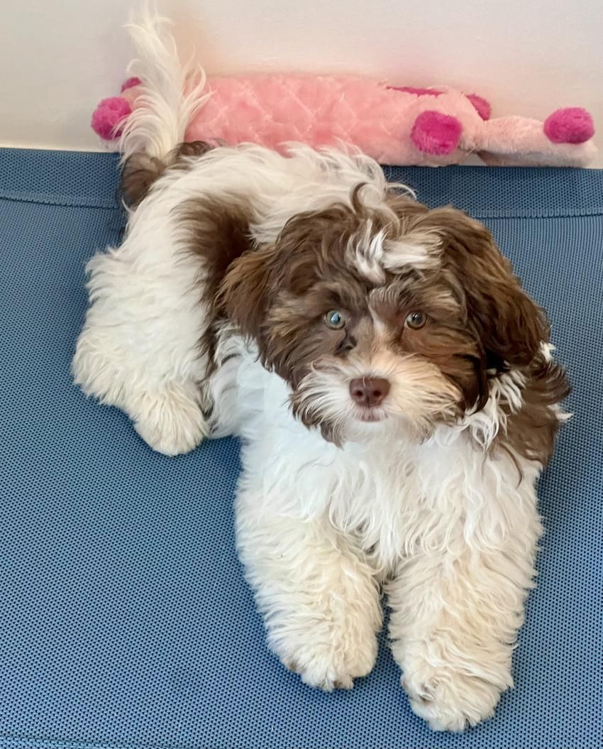 Fluffy brown and white puppy lying on a blue surface, looking up with a sweet expression.