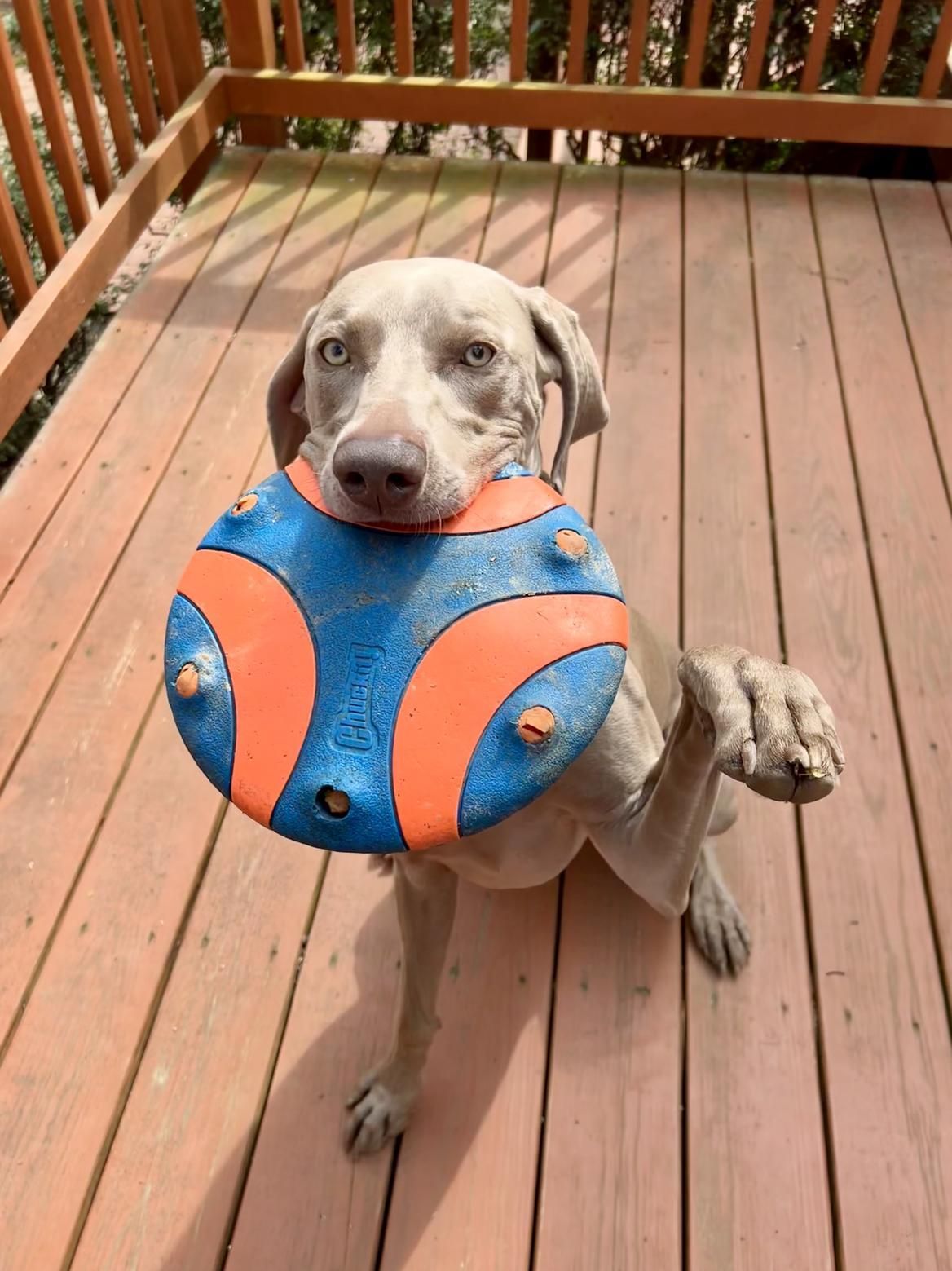 Weimaraner dog sits on a deck holding a frisbee, raising a paw.