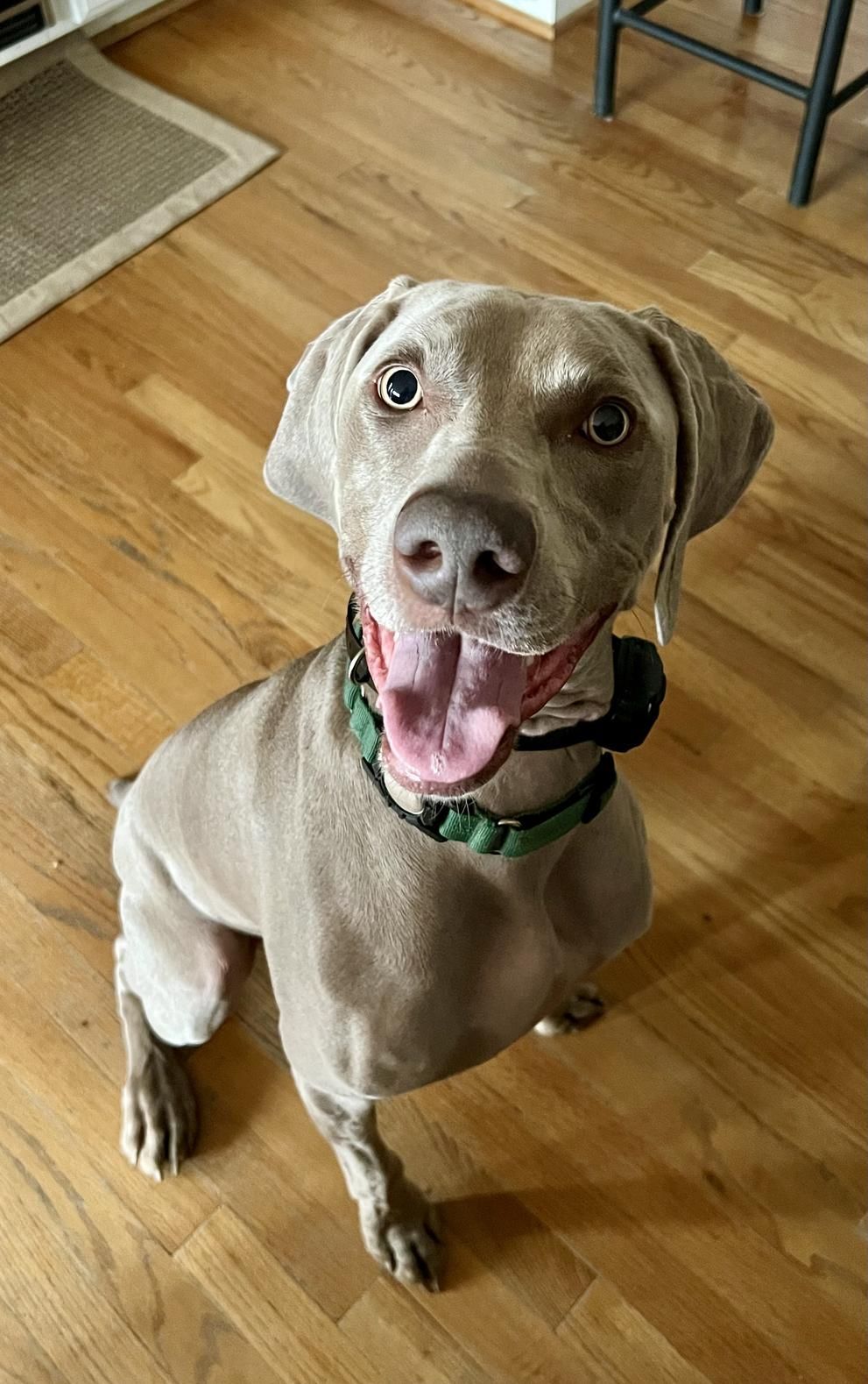 A Weimaraner dog with a green collar sits on a wooden floor, smiling with its tongue out.