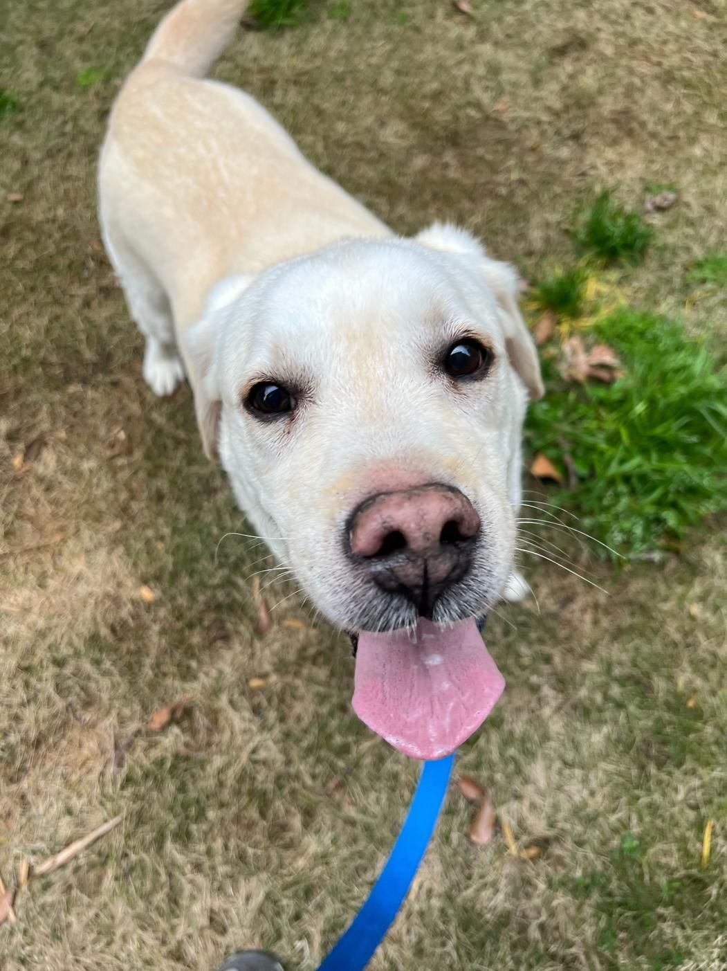 Yellow Labrador dog with pink tongue, looking up with a happy expression, outdoors on grass.