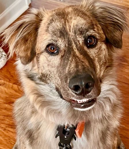 Smiling pit bull with erect ears and open mouth, sitting on a patterned rug.