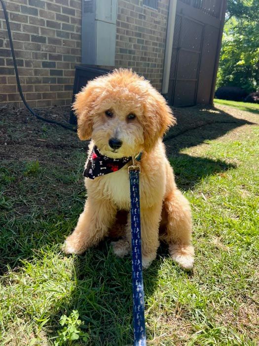 Golden doodle puppy sitting on grass, wearing bandana, blue leash, and looking at the camera.